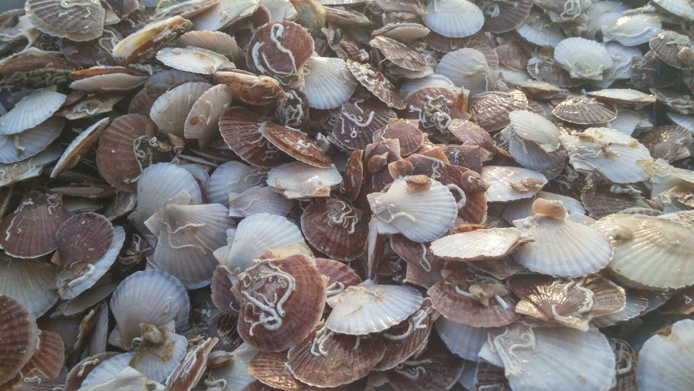 ホタテが高い理由は?不漁だけじゃない要因