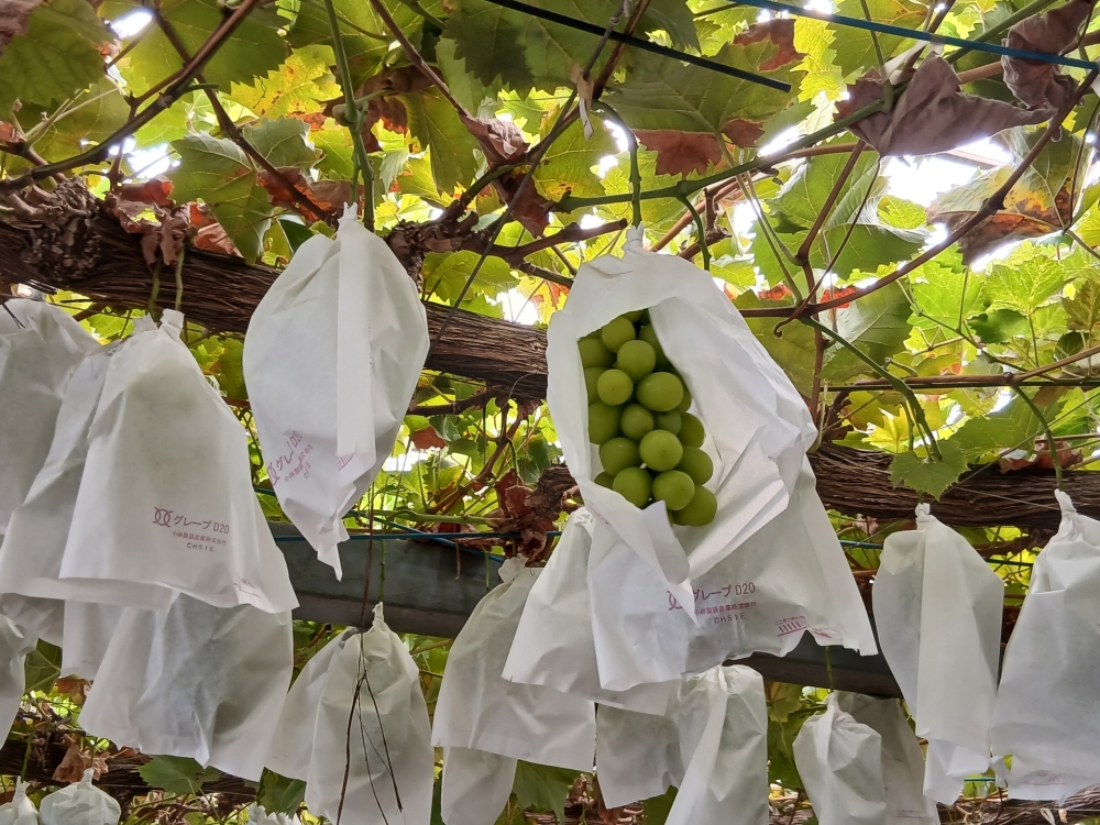 シャインマスカットは直売所が安い！穴場情報