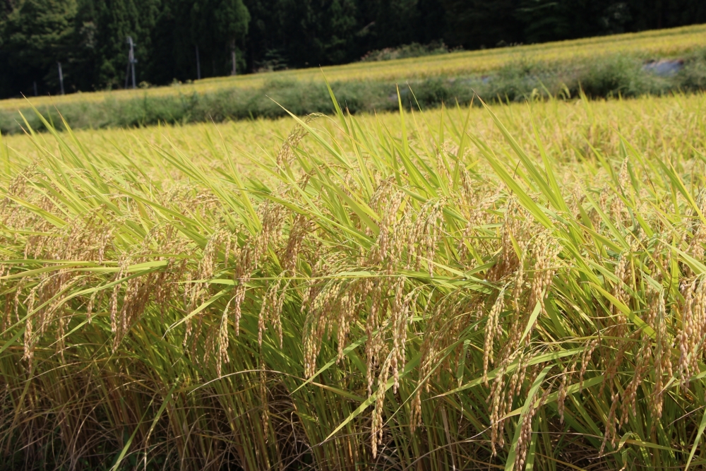 食味から見るコシヒカリとひとめぼれの違い