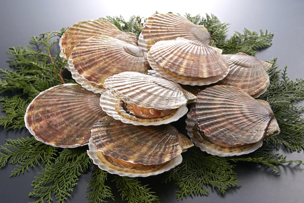 子供と高齢者、持病のある方のホタテ摂取で気をつけたいこと