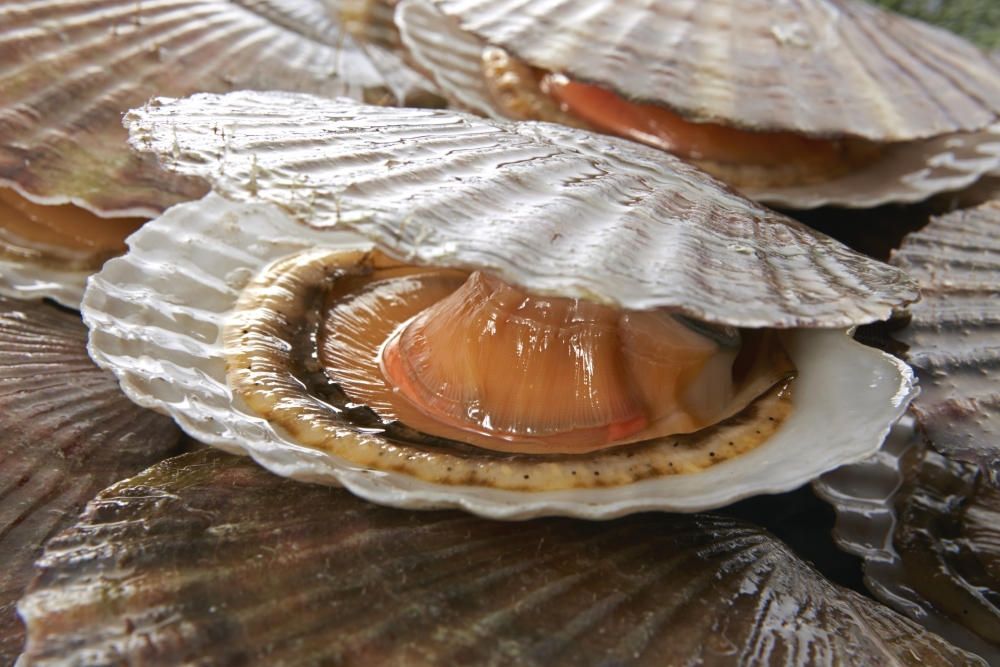 【2025年】ホタテの値段とスーパーで高騰した理由